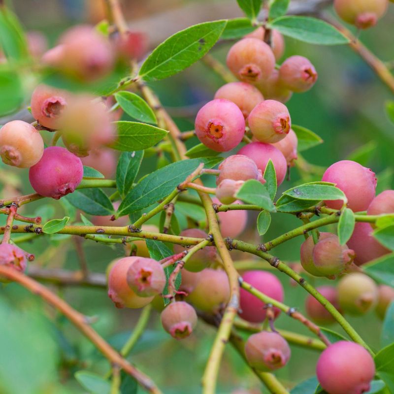 Pink Lemonade Blueberry