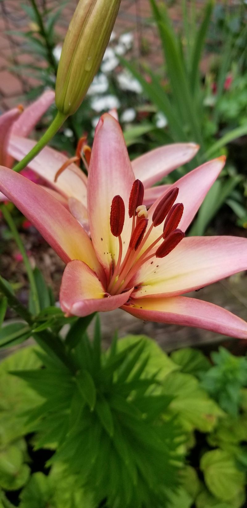 Pink Lily