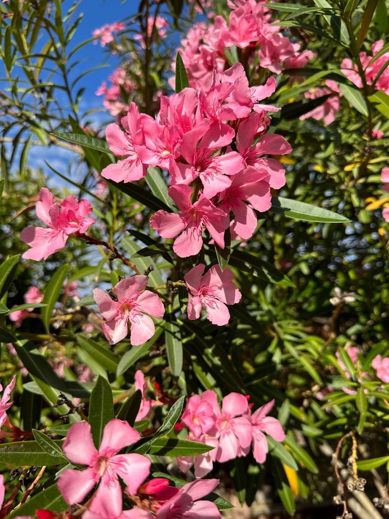 Pink Oleander