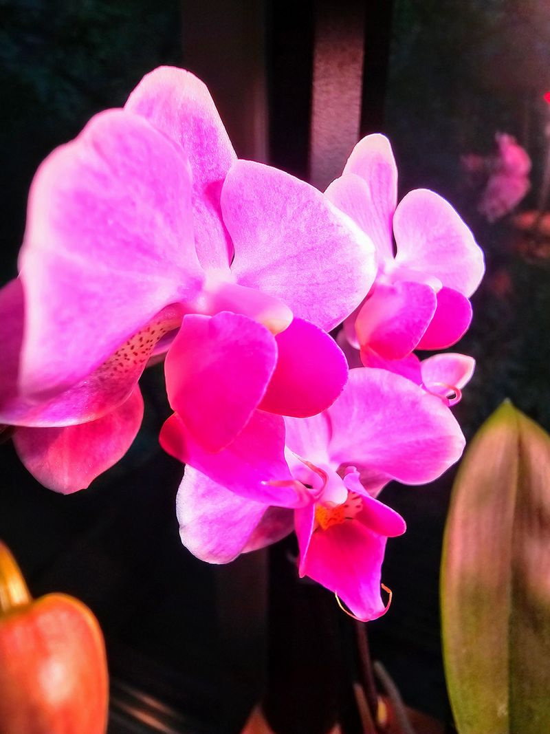 Pink Orchid