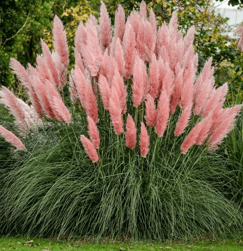 Pink Pampas Grass