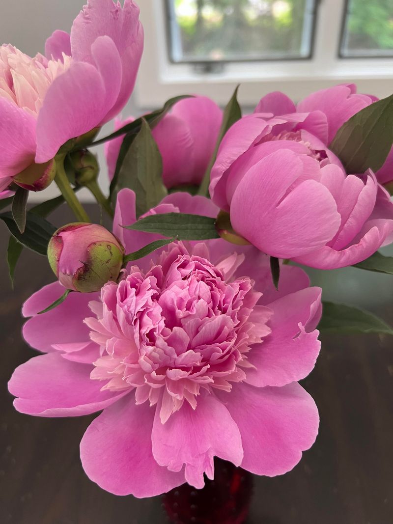 Pink Peony