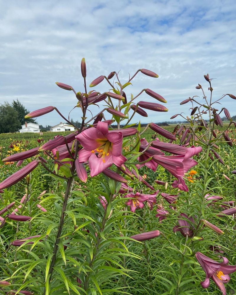 Pink Perfection Lily