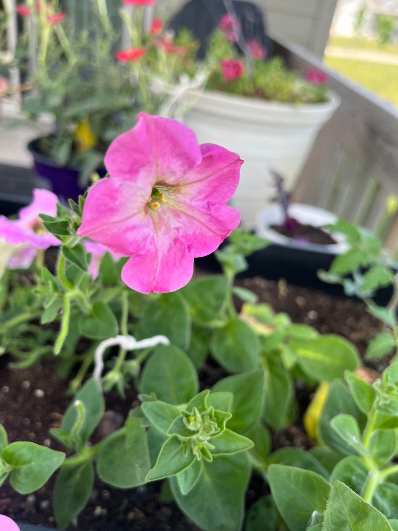 Pink Petunia