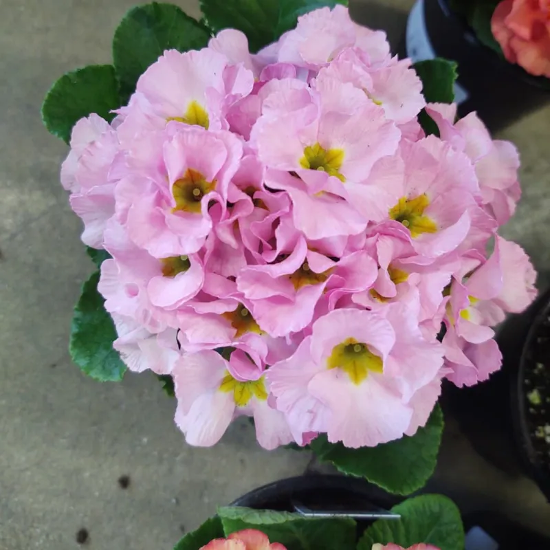 Pink Primrose