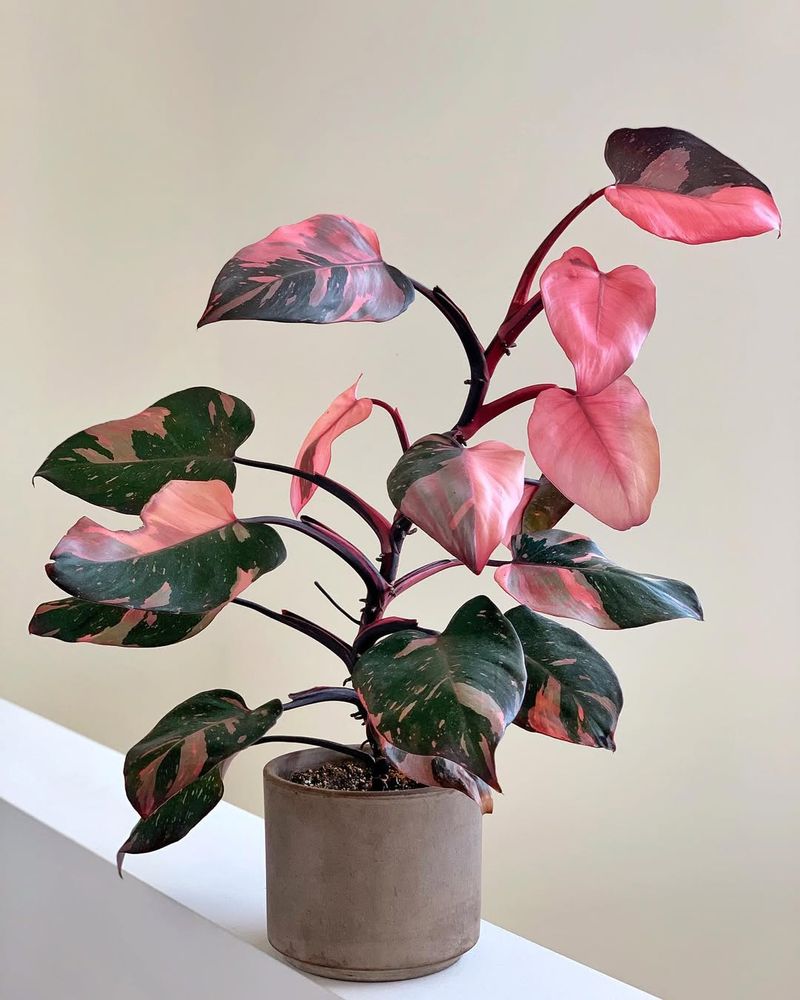 Pink Princess Philodendron