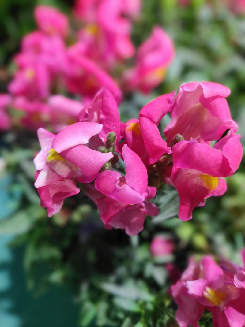 Pink Snapdragon