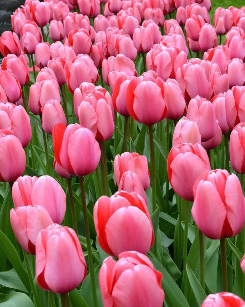 Pink Tulip