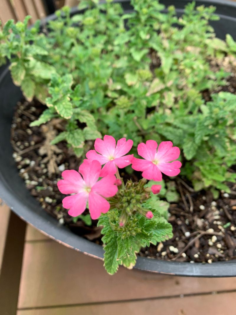 Pink Verbena