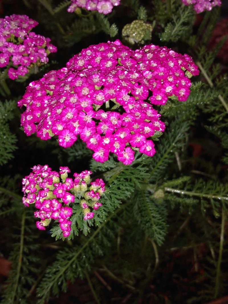 Pink Yarrow