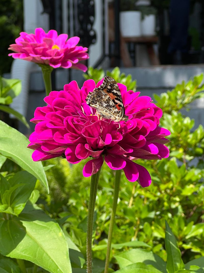 Pink Zinnia