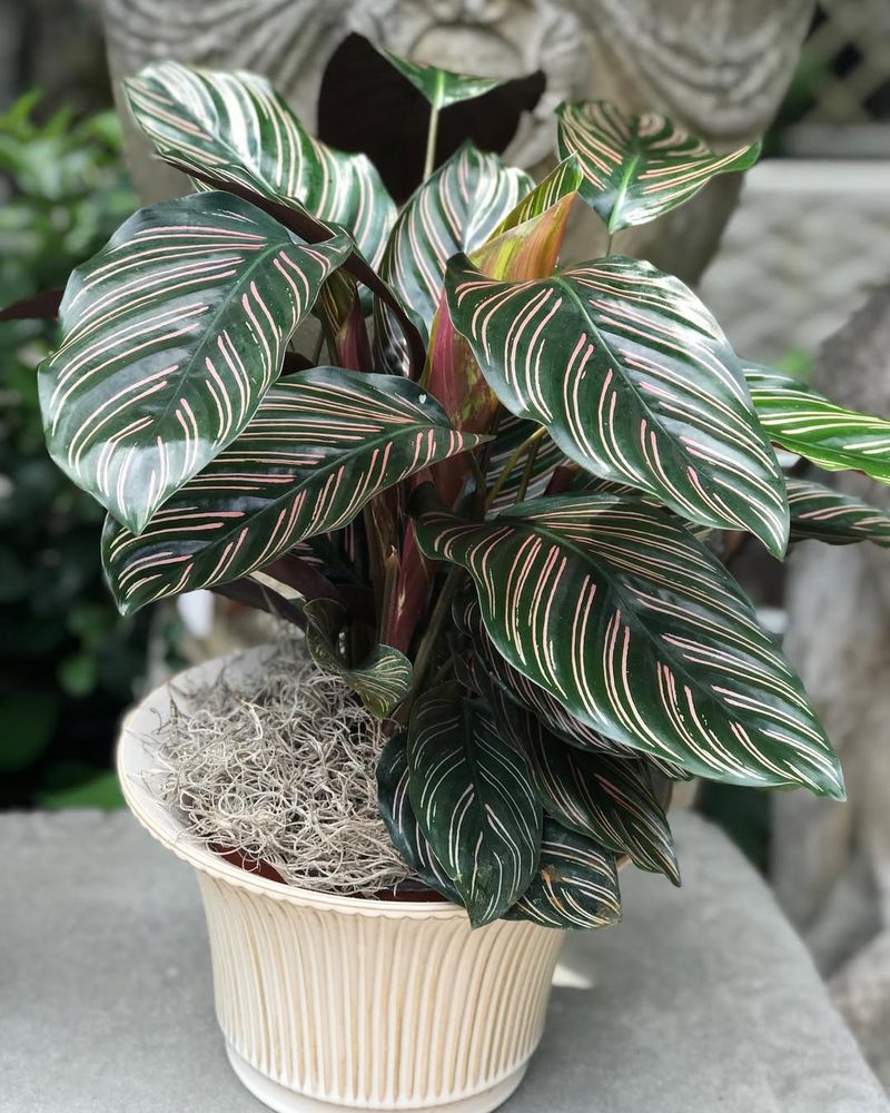 Pinstripe Calathea