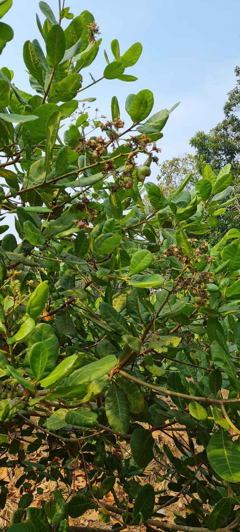 Cashew Tree