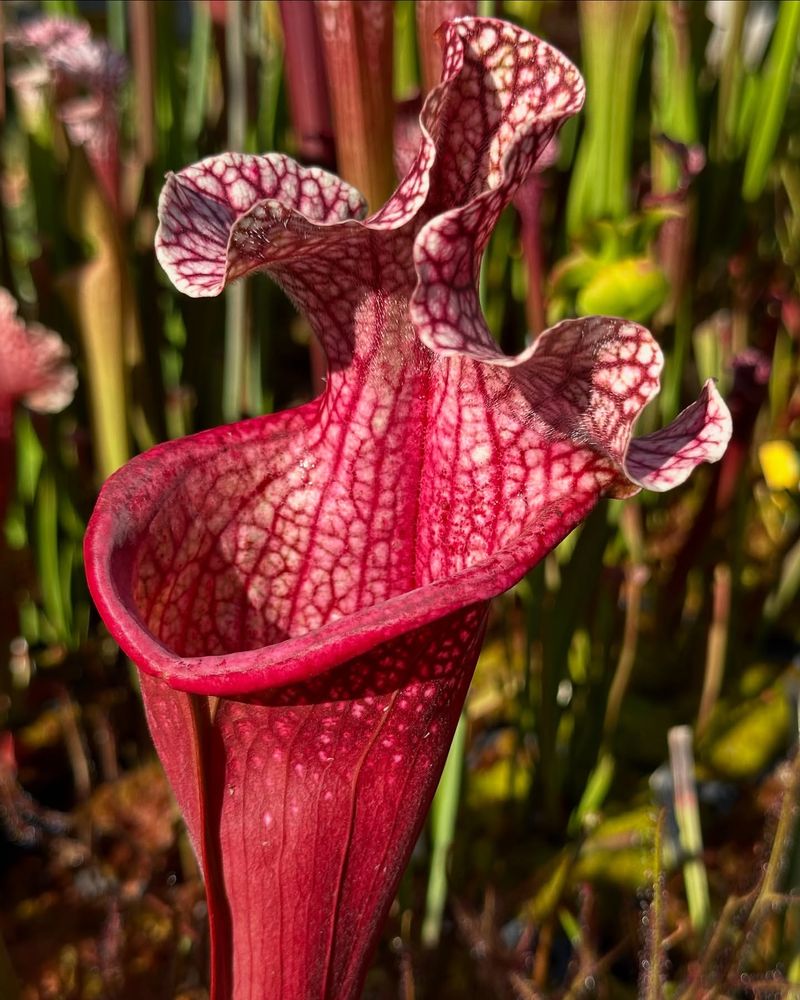 Pitcher Plant