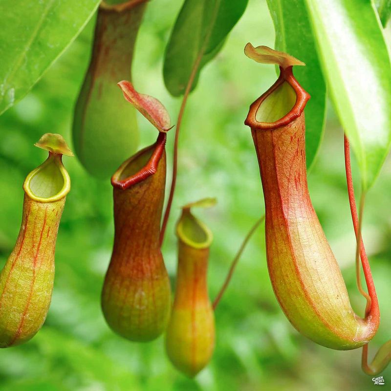 Pitcher Plant