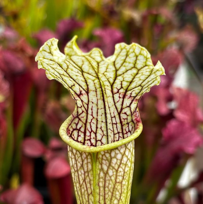 Pitcher Plant