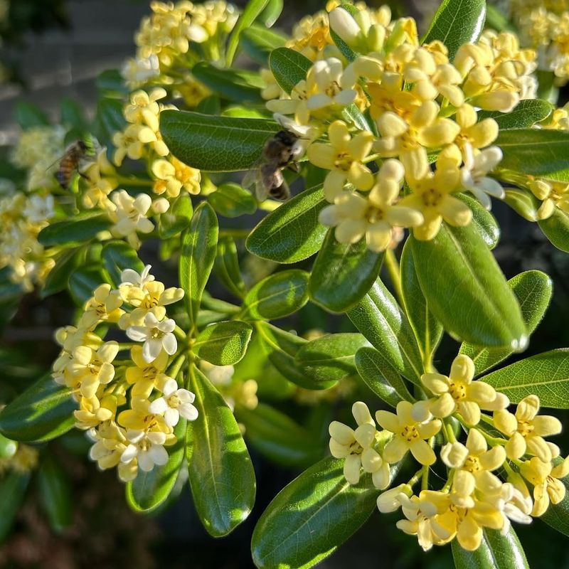 Pittosporum tobira