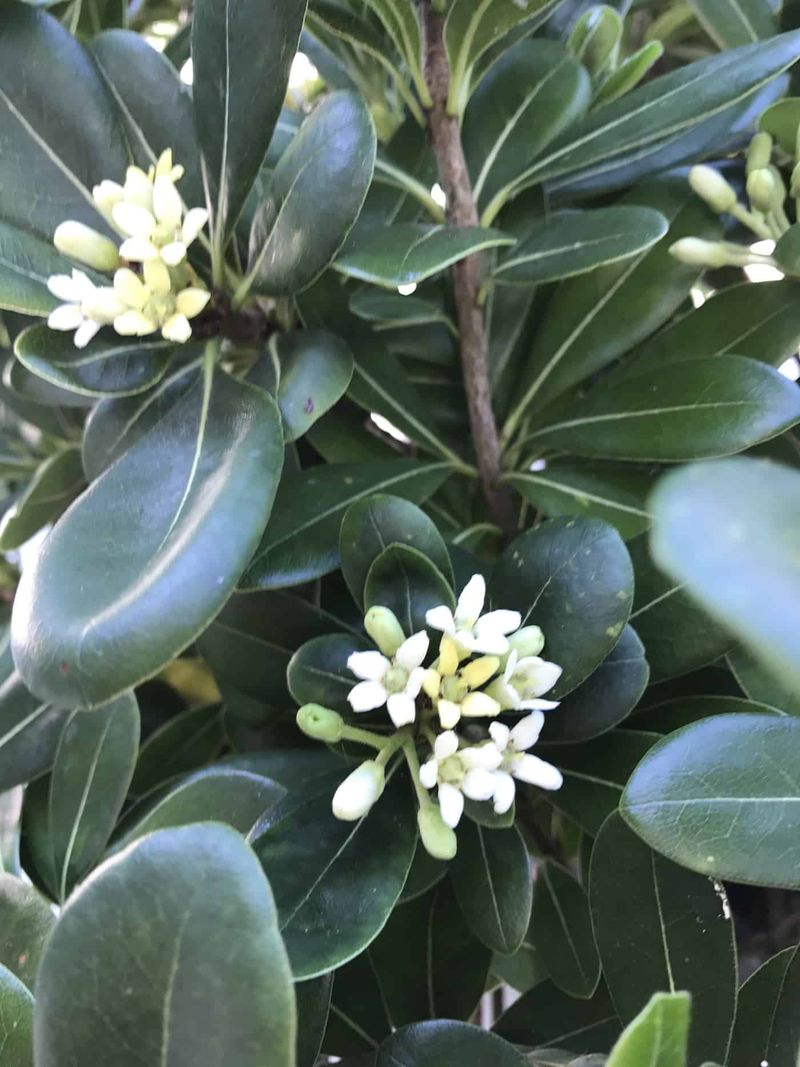 Pittosporum