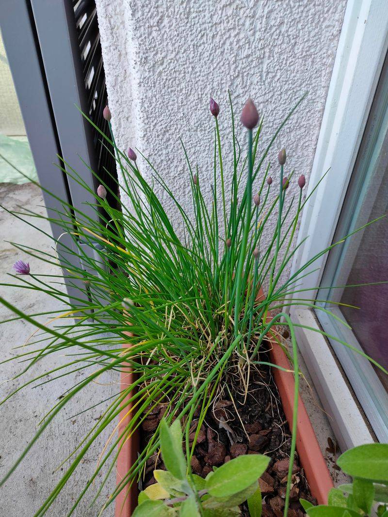 Plant Chives