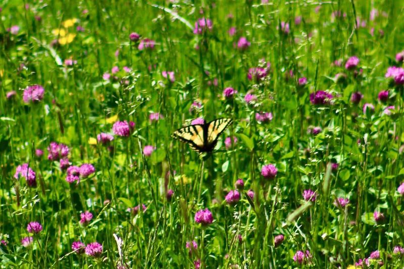 Plant Diversity