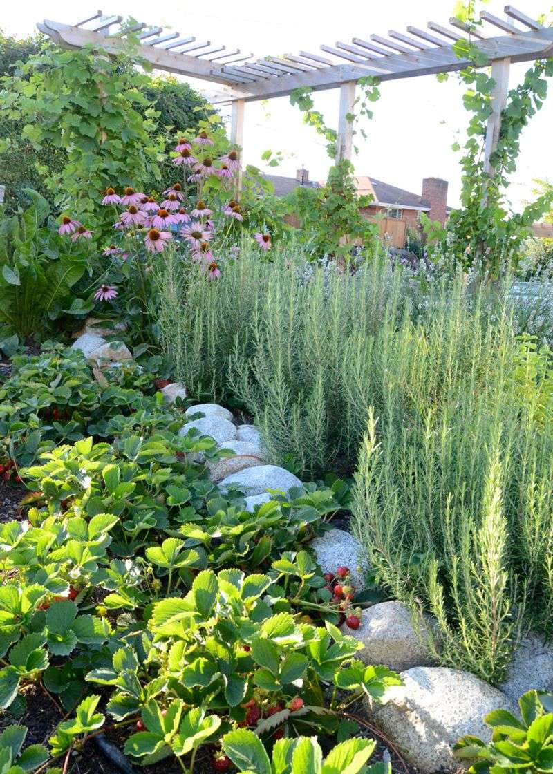 Plant Edible Gardens