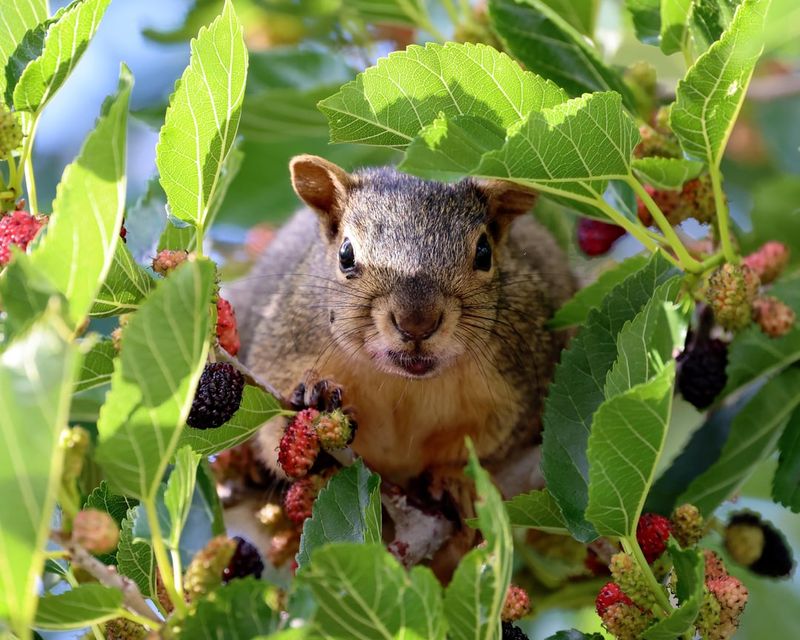 Plant Fruit Trees