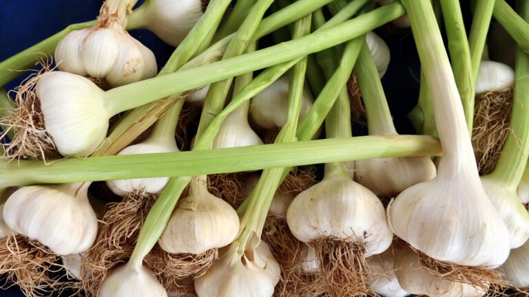 garlic plant