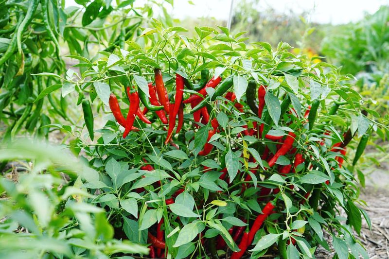 Plant Hot Peppers