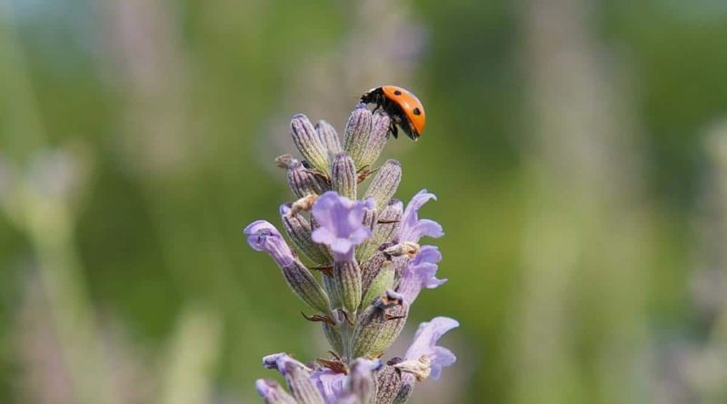 Plant Lavender