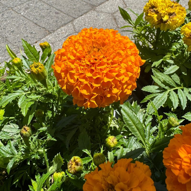 Plant Marigolds