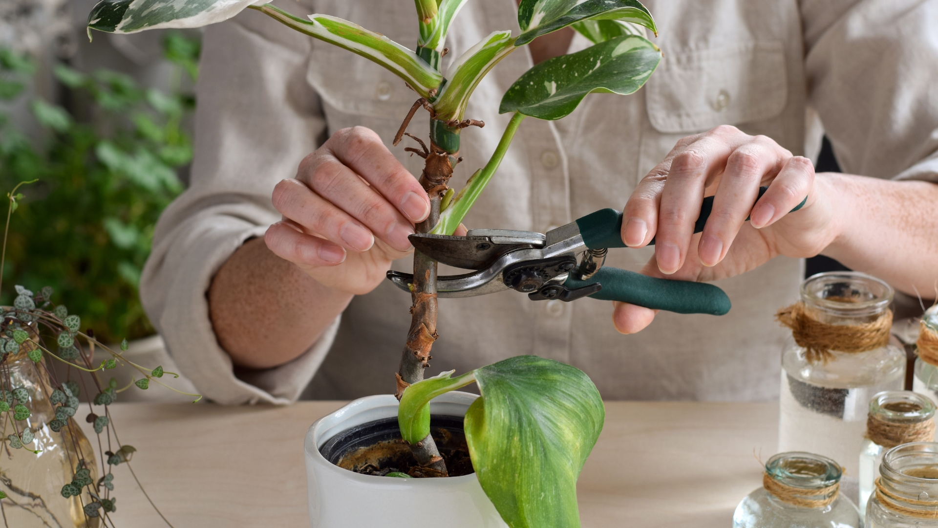 snipping plant for propagation