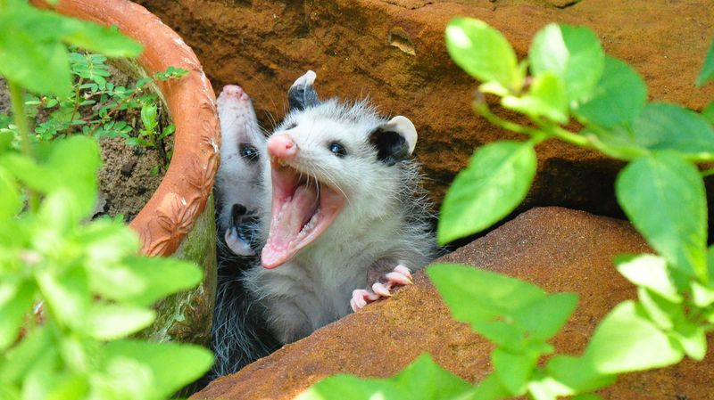 Plant Possum-Repelling Plants