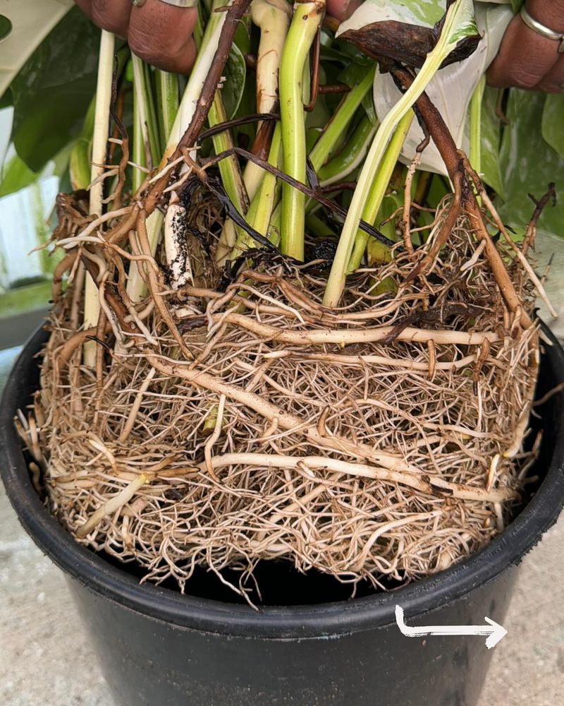 Plant Root Protector