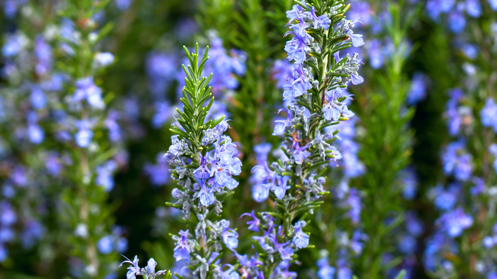 rosemary plant in bloom