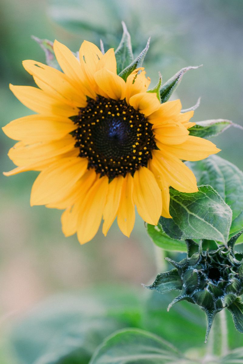 Plant Sunflowers