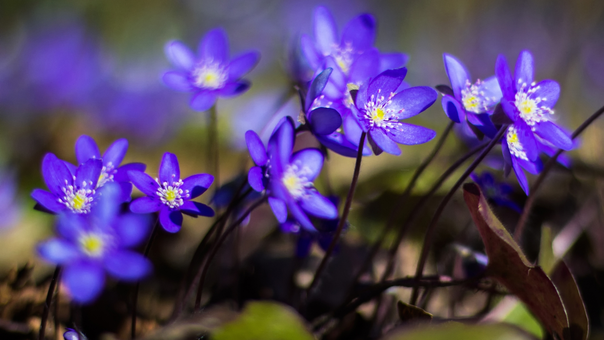 Plant This Perennial Wildflower Under Your Trees And Watch It Flourish