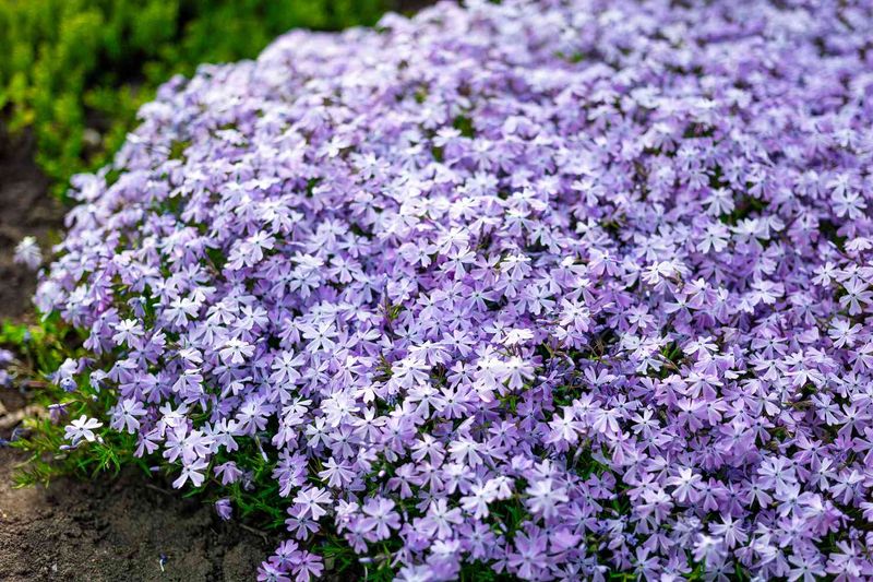 Plant a Ground Cover