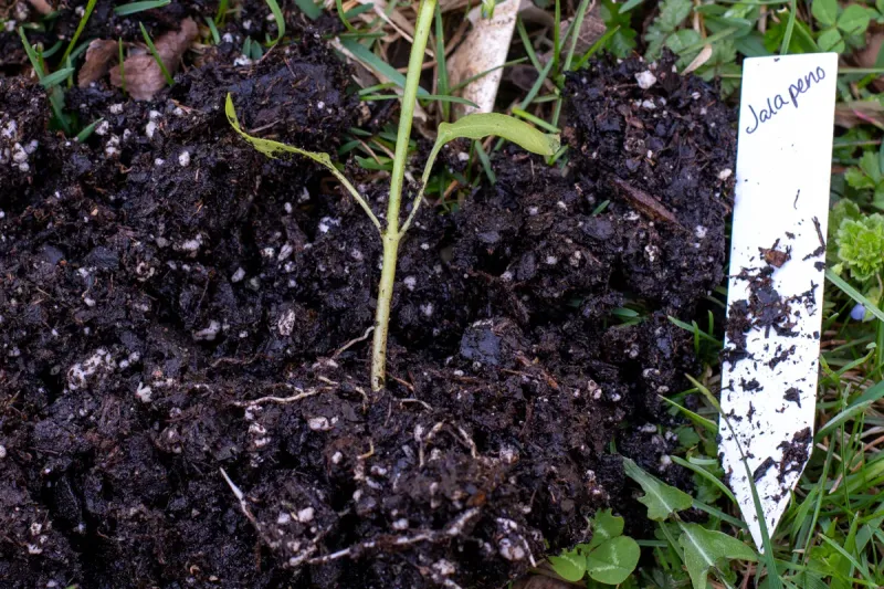 Plant in well-draining soil