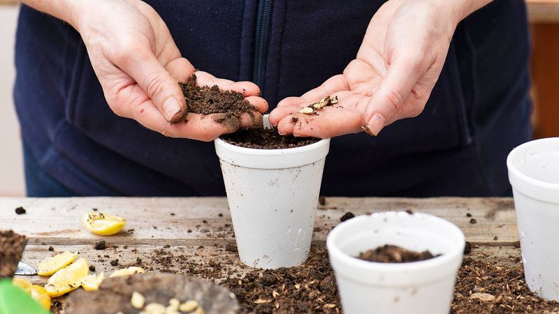 Plant the Seed in a Pot