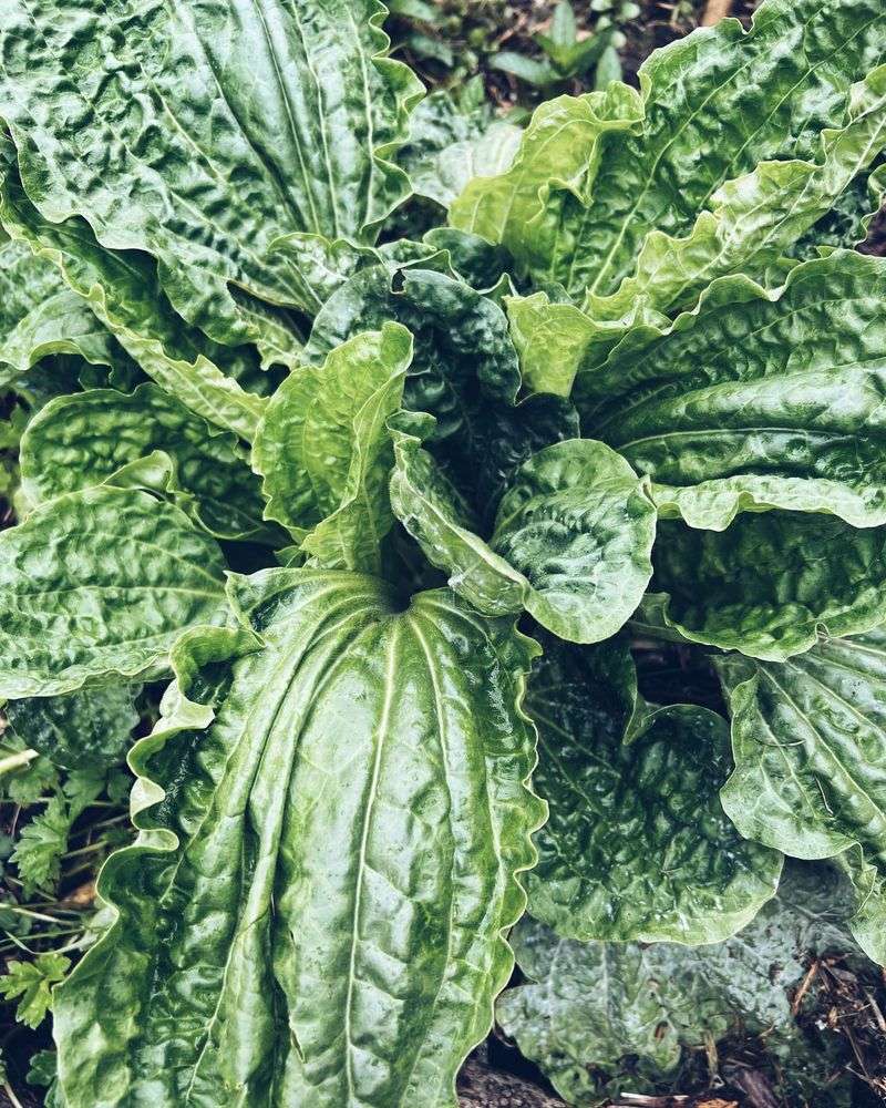 Plantain (Plantago)