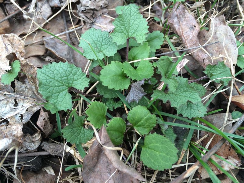 Planting Invasive Species