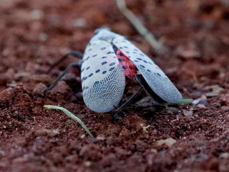 Ignoring Insect Habitats