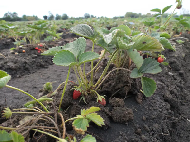 Planting in Heavy Clay Soil