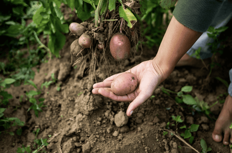 Planting in Poor Drainage Areas