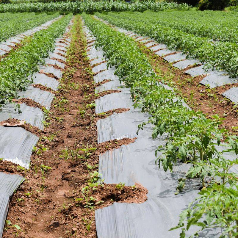 Plastic Mulch