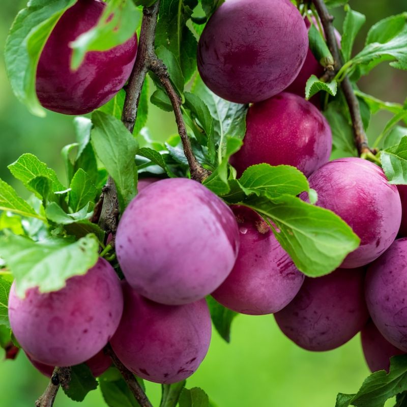 Plum Paradise