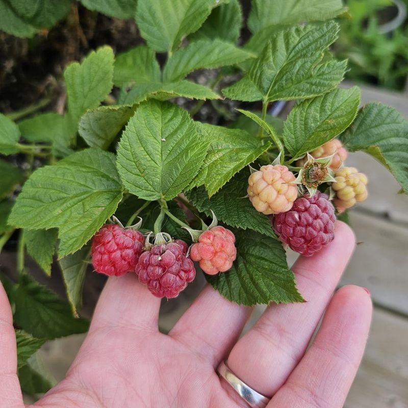 Raspberry Seeds