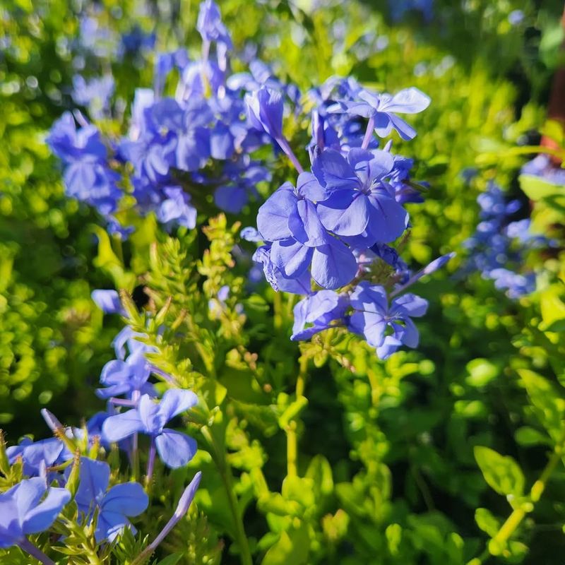 Plumbago