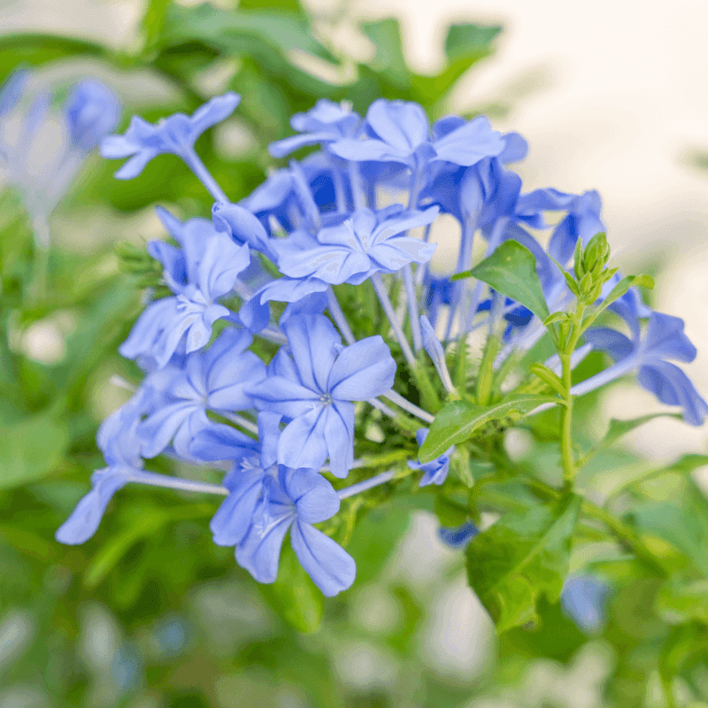 Plumbago