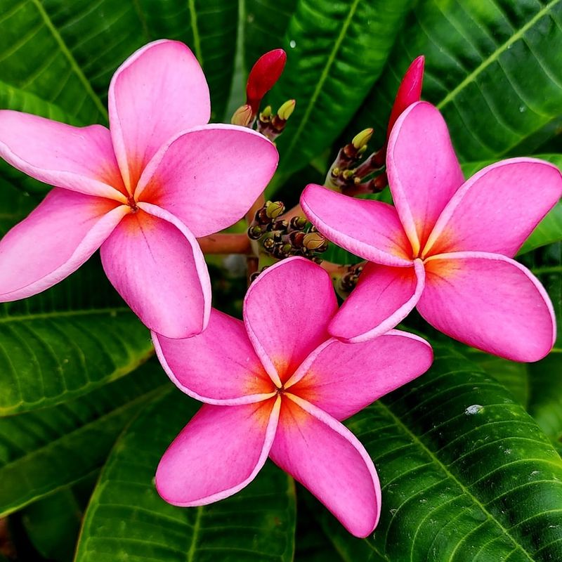 Plumeria